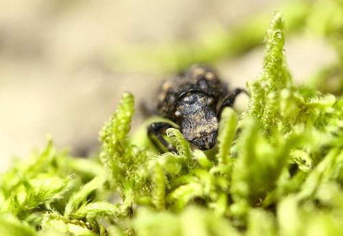 Réf. 277 786 : Platyrhinus resinosus